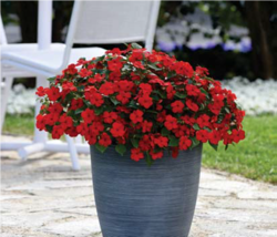 Impatiens Beacon® Bright Red F1 250 seeds