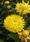 Helichrysum bracteatum Light Yellow 2g - 1/2