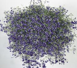 Lobelia erinus pendula Sapphire 10 000 seeds