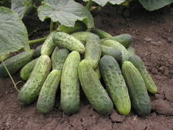 Cucumber Gherkin Blanka F1 10g - 1