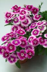 Dianthus int. Chiba™ Lilac Picotee F1 200 seeds