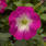 Petunia mill. Picobella Rose Morn F1 250 pelet - 1/2