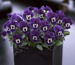 Viola c. Floral Power® Purple Face F1 250 semen
