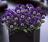Viola c. Floral Power® Purple Face F1 250 seeds - 1/2