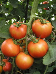 Pole tomato Tipo F1 1g