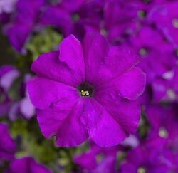 Petunia h. Express Violet F1 500 pelet