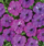 Petunia mf. Dot Star Dark Violet F1 250 pellets - 1/2