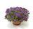 Verbena Obsession Cascade Purple Sh.with Eye 100s - 1/3