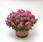 Verbena Obsession  Cascade Pink Shades 100s - 1/3
