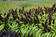 Pennisetum glaucum Jade Princess F1 100 seeds - 1/3