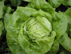 Lettuce Safír (for forcing) 10g