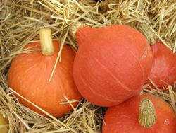 Pumpkin Hokkaidó Orange 25g