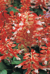 Salvia splendens Vista Red and White 250 seeds