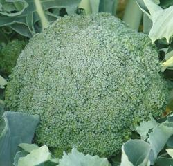 Broccoli Limba 10g