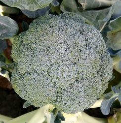 Brokolice Lucky F1 5g