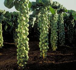 Brussels sprouts Dolores F1 5g