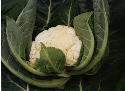 Cauliflower Delta 10g