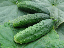 Cucumber Gherkin Orfeus F1 10g