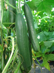 Salad cucumber Marta F1 5g