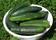 Salad cucumber Natalie F1 10g - 1/2
