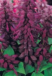 Salvia splendens Vista Purple 250 seeds