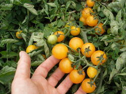 Bush-like tomato Minigold 10g