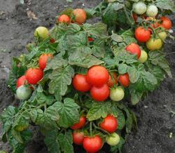 Bush-like tomato Vilma 5g