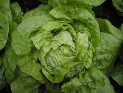 Lettuce Smaragd (forcing) 10g