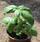Ocimum basilicum - Basil Mammolo Genovese 5g - 1/2