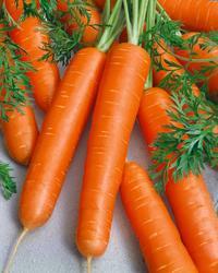 Carrot Nantes 5  10g