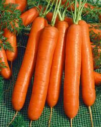 Carrot Calibra F1  5g
