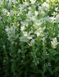 Salvia horminum White streaker 250 semen - 1/2