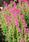 Salvia horminum Rose streaker 250 semen - 1/2