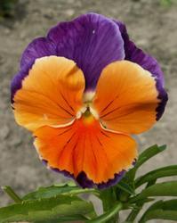 Viola x w. Orange Violet 1g
