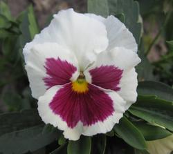 Viola x w. White and Rosa 1g