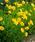 Coreopsis grandiflora Sunray 1g