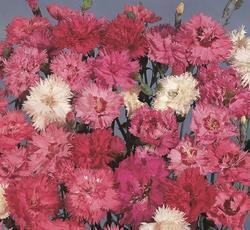 Dianthus plumarius Spring Beauty 1g