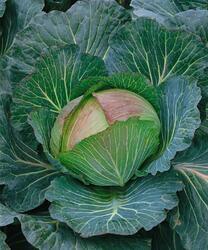 Cabbage Pourovo polopozdní (Pour's Semi-Late) 10g