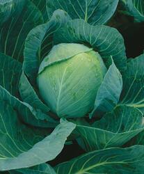 Cabbage Zora 10g