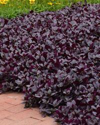 Alternanthera brasiliana Purple Knight 100 seeds