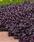 Alternanthera brasiliana Purple Knight 100 seeds - 1/3