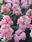 Antirrhinum m. Twinny Rose F1 500 seeds - 1/2