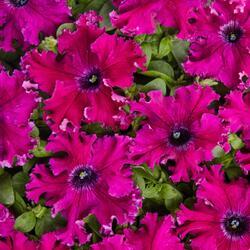 Petunia h. Aphrodite Purple F1 50 pellets