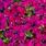 Petunia h. Aphrodite Purple F1 500 pellets - 1/2