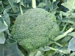 Brokolice Apolena F1 5g