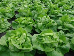 Lettuce Apollo (for forcing) 5g
