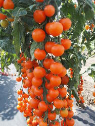 Pole tomato Aprikola F1 100 seeds - 1