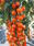 Pole tomato Aprikola F1 100 seeds - 1/2