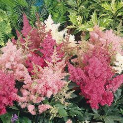 Astilbe arendsii Astary® Mix 100 pelet