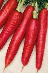 Carrot Atomic Red 5g